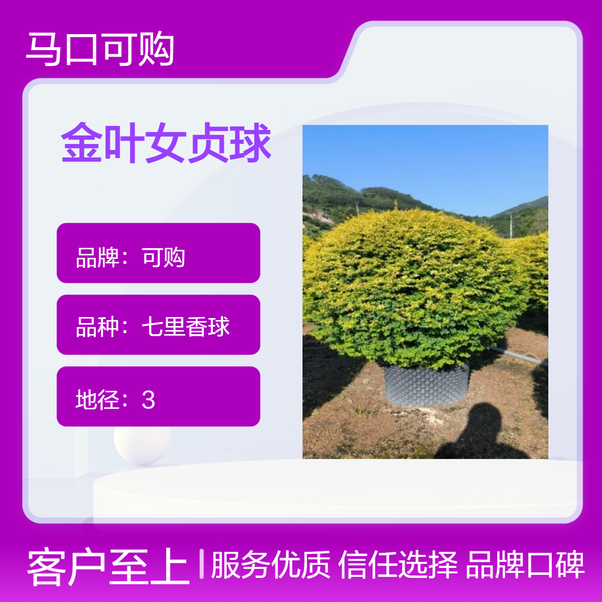 可购品牌金叶女贞球 200cm圆球形 漳 州露地栽培 园林造景灌丛球