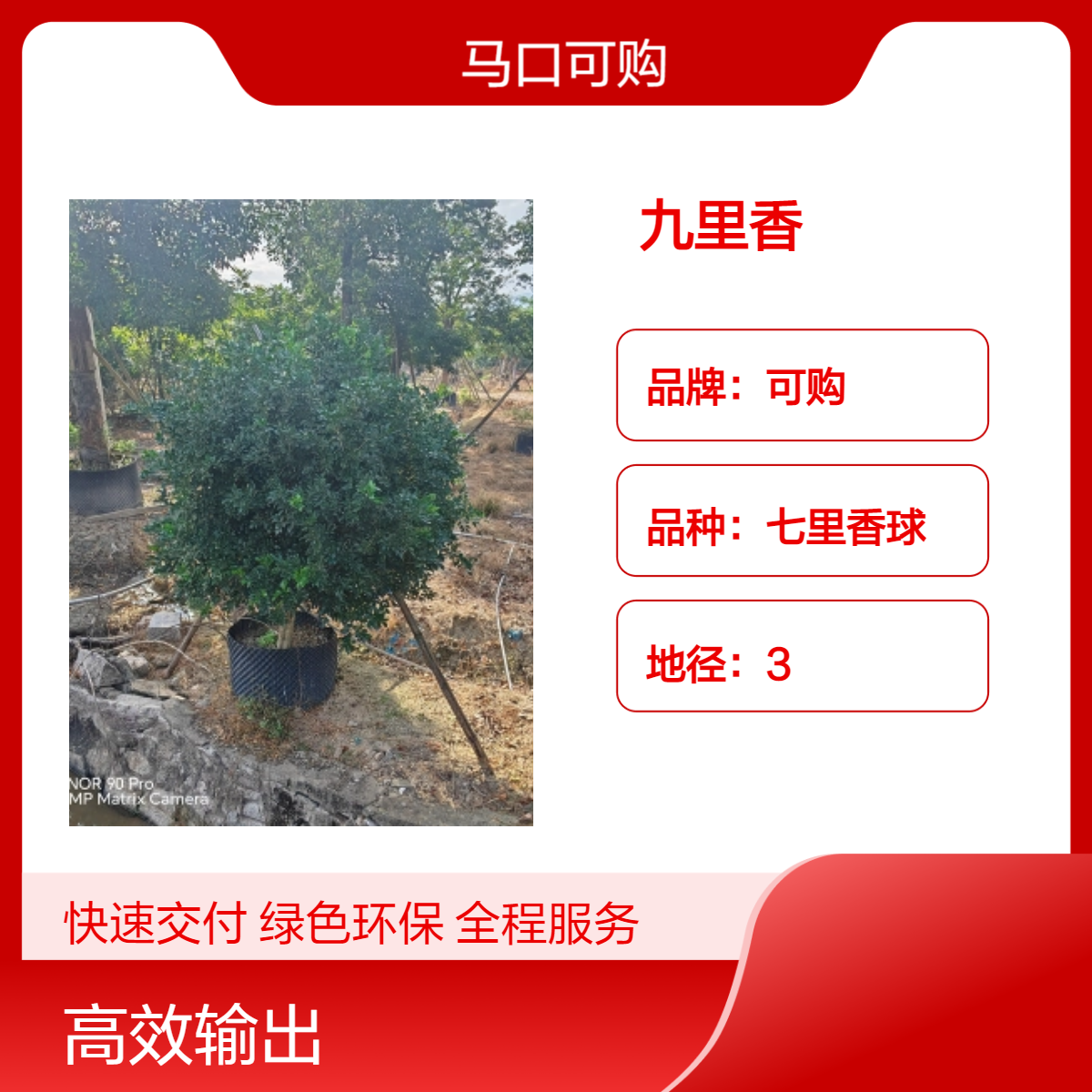 漳 州九里香球 露地栽培 圆球形灌丛 常色叶绿植 - 适宜家庭园艺装饰