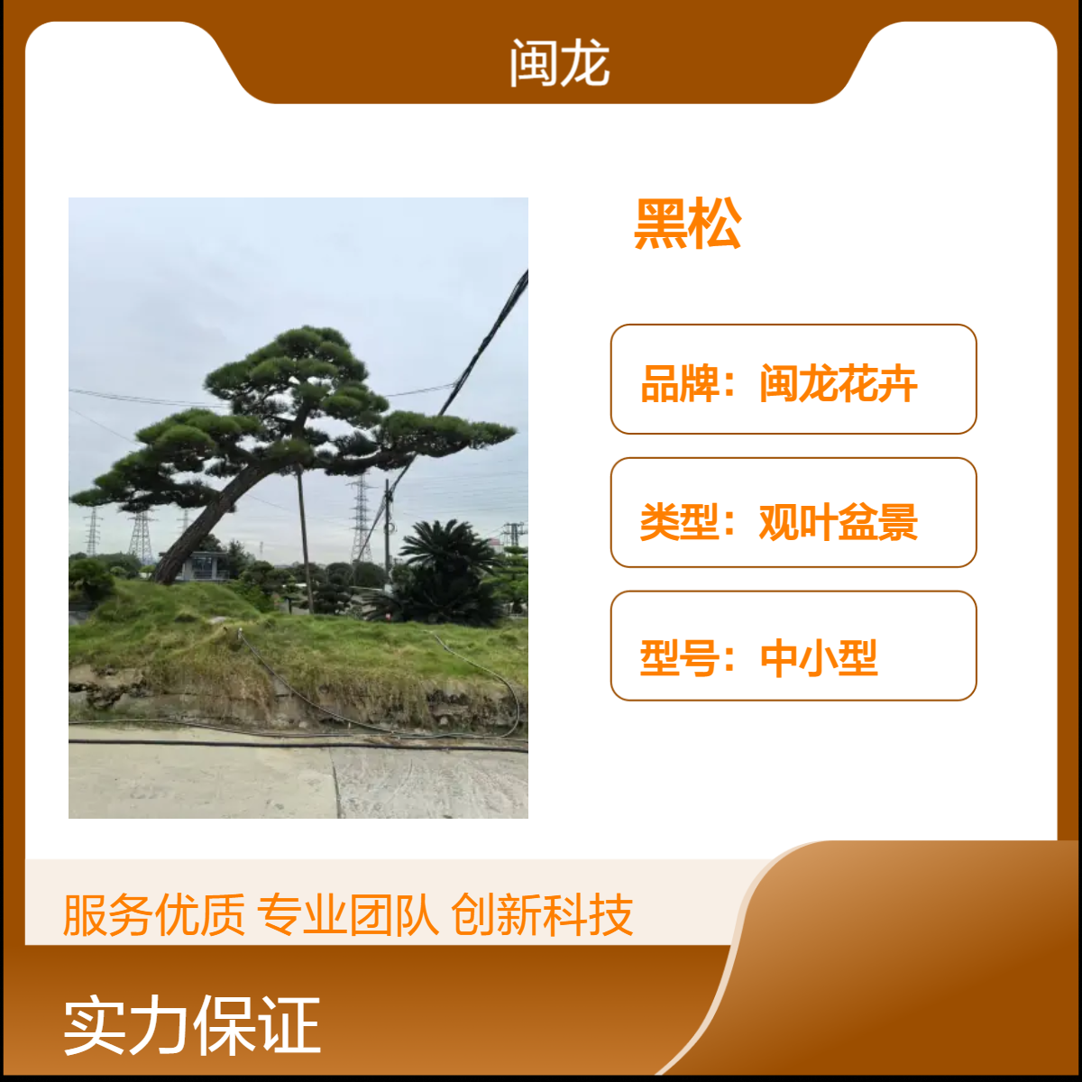 日本黑松常绿观叶盆景 露地造型树 红色系喜阳植物 适合家居客厅摆放