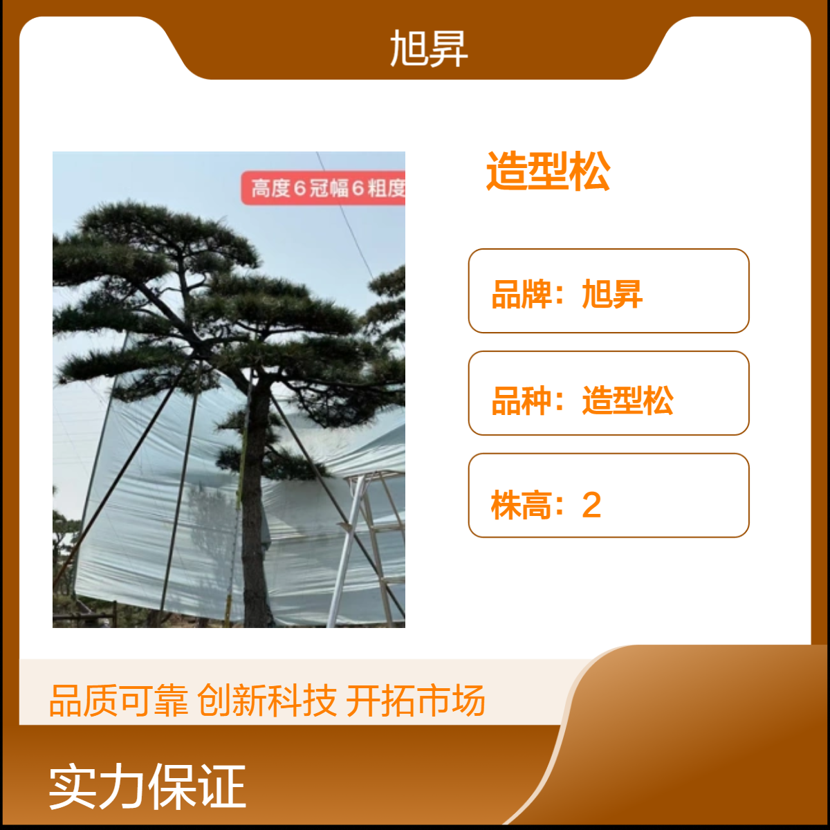 宝塔型造型松树 露地栽培观形绿植 1-8米景观松 直径30公分