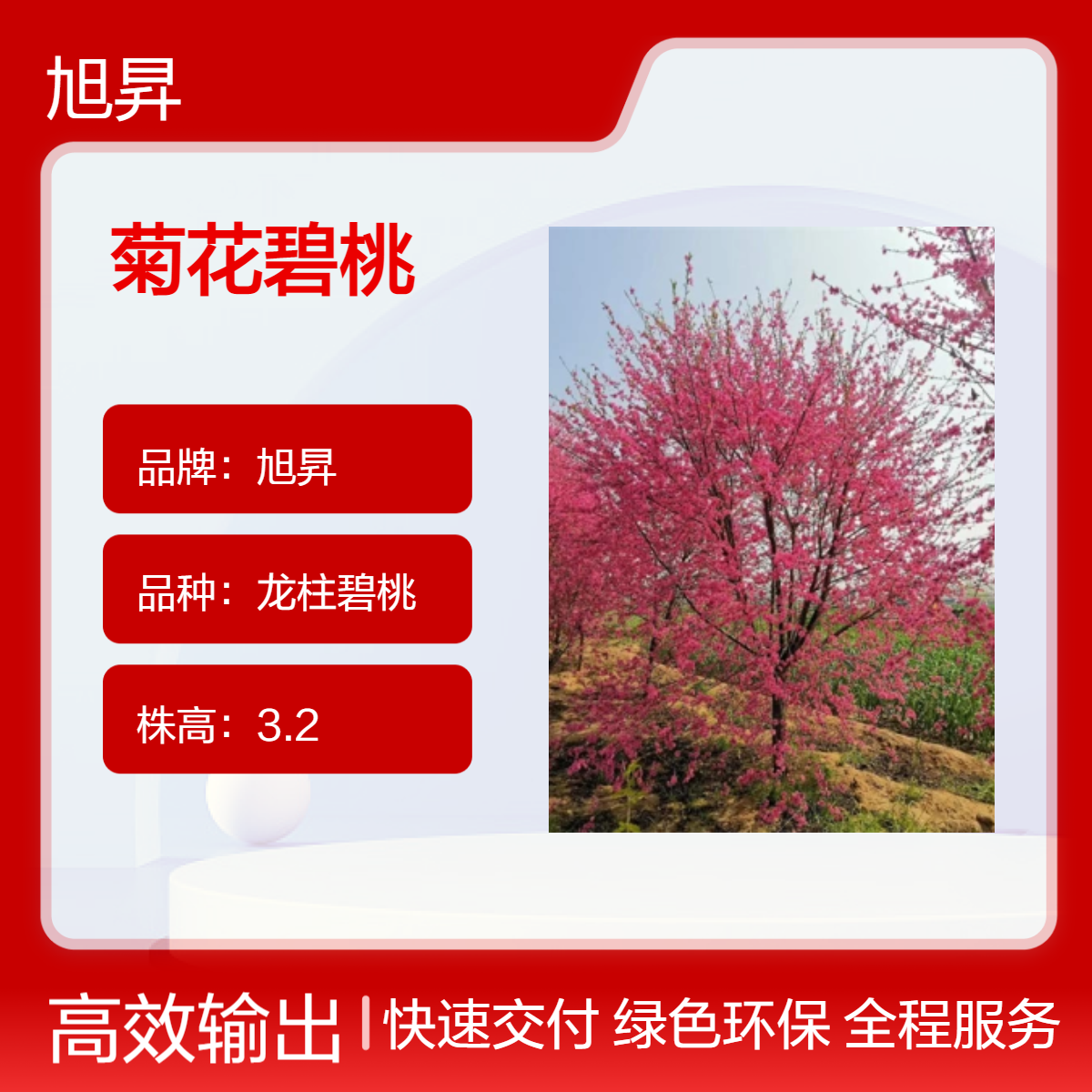 菊花碧桃观花绿植 株高3.2米 土球60冠幅27 陆地栽培