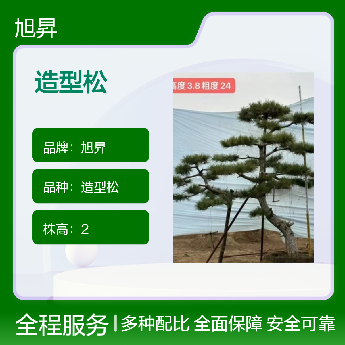 旭昇品牌高度3.8米 4米5米6米造型松 露地常绿观赏松 冠幅地径可选