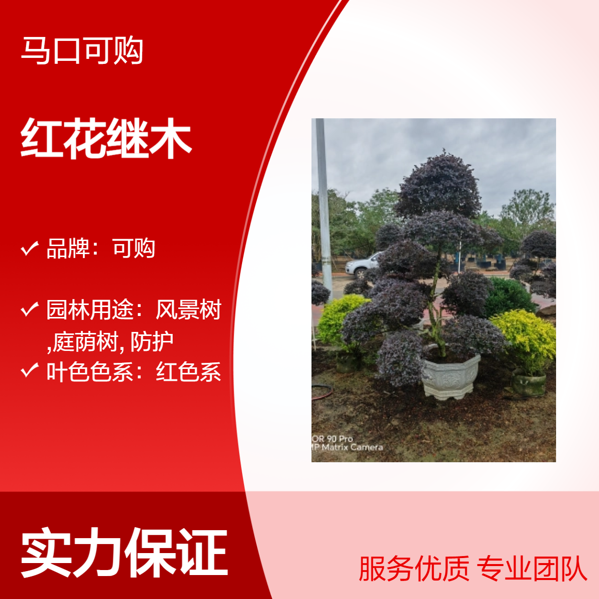 可购造型红花继木 株高30cm 家居园艺优选 货号01风景树湿地绿化优选