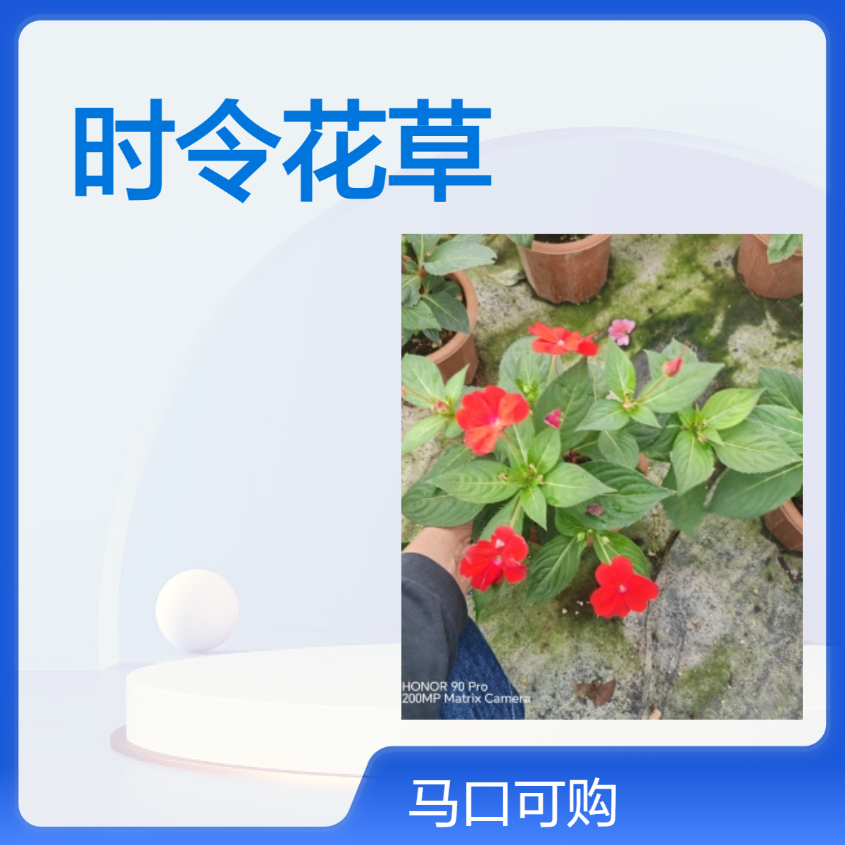 时令花草 耐寒 观叶植物 宿根花卉 多场景适用 易成活 可购基地直发