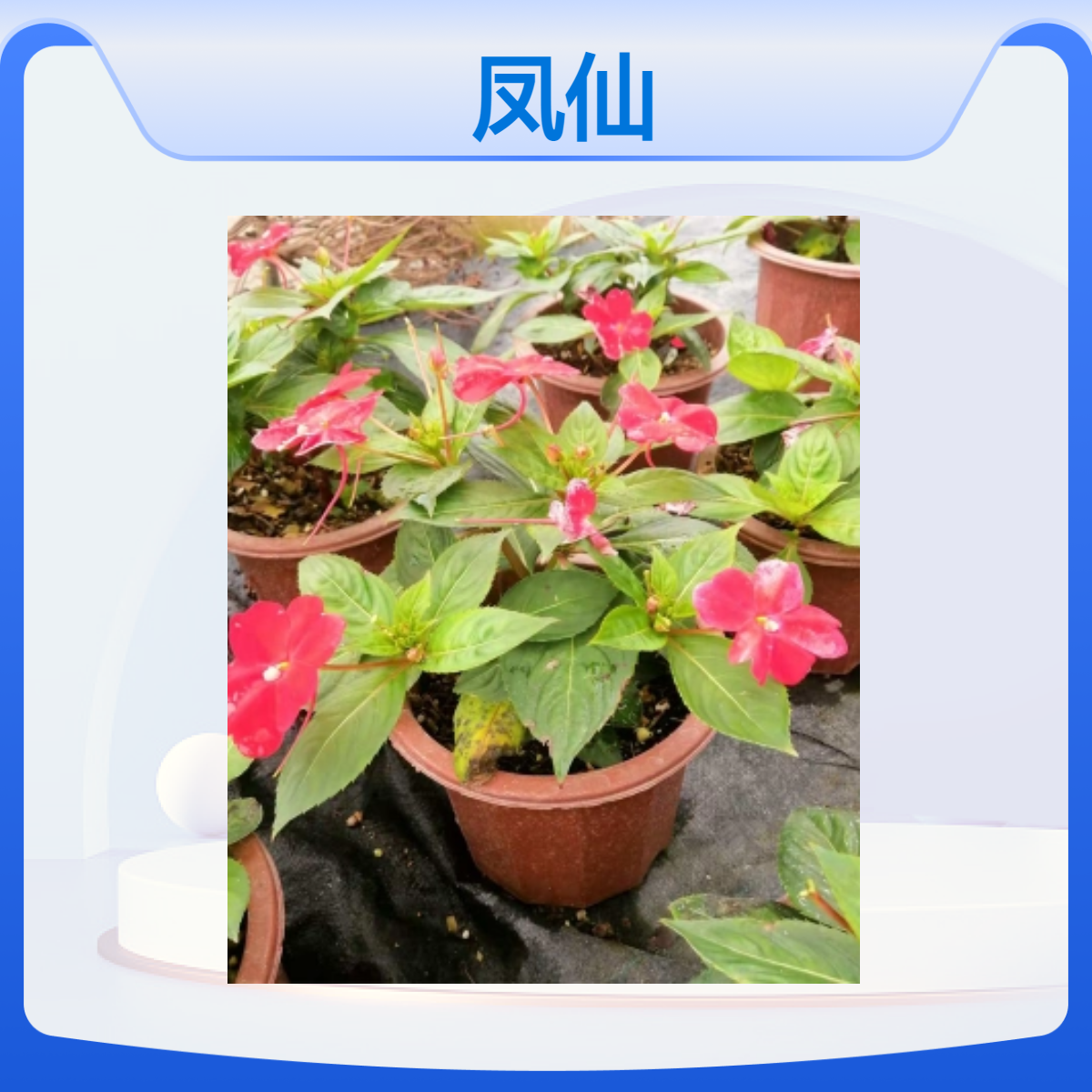 可购红色时花凤仙花 国内栽培 花坛花镜观赏植物 喜阳