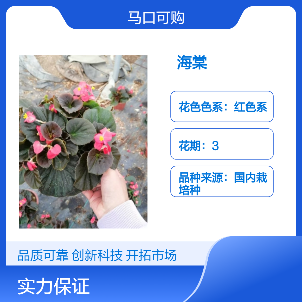 可购红色系时花海棠花 喜阳耐寒 花坛花镜观赏佳 适用于家庭花园装饰