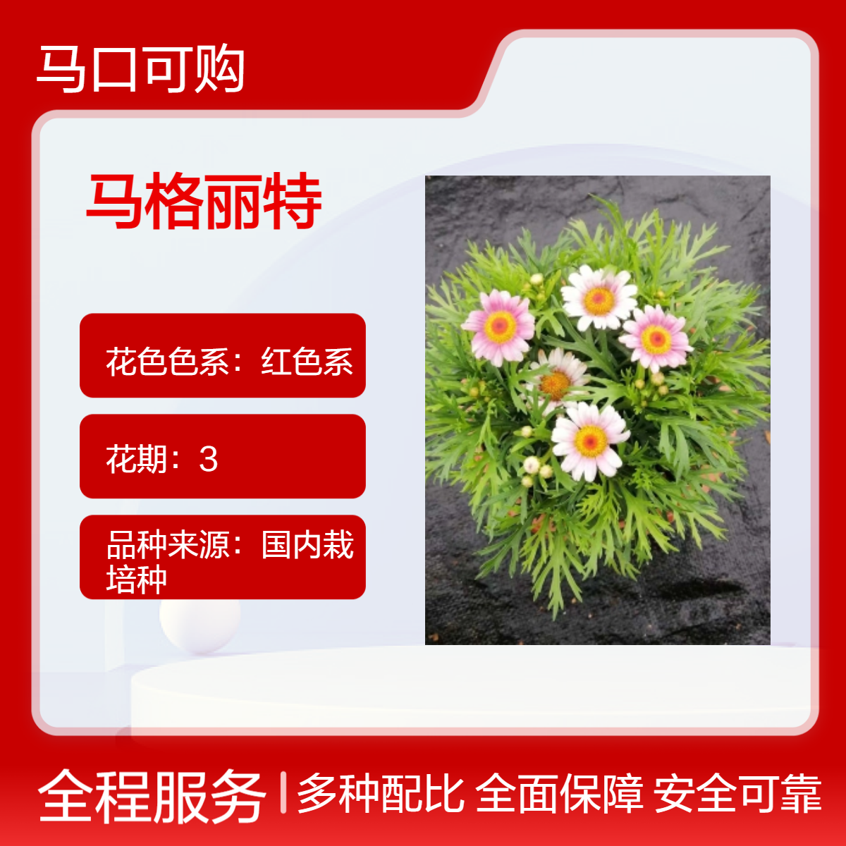 可购品牌红色系花卉 时花马格丽特花苗 喜阳花坛花镜观赏