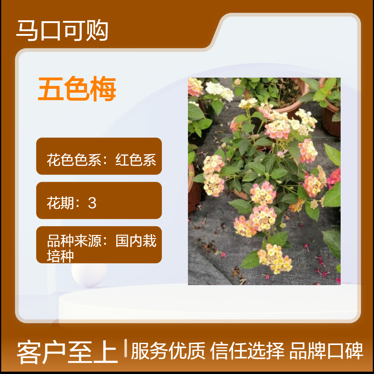 可购品牌红色系喜阳时花五色梅花卉 花坛花镜观赏植物