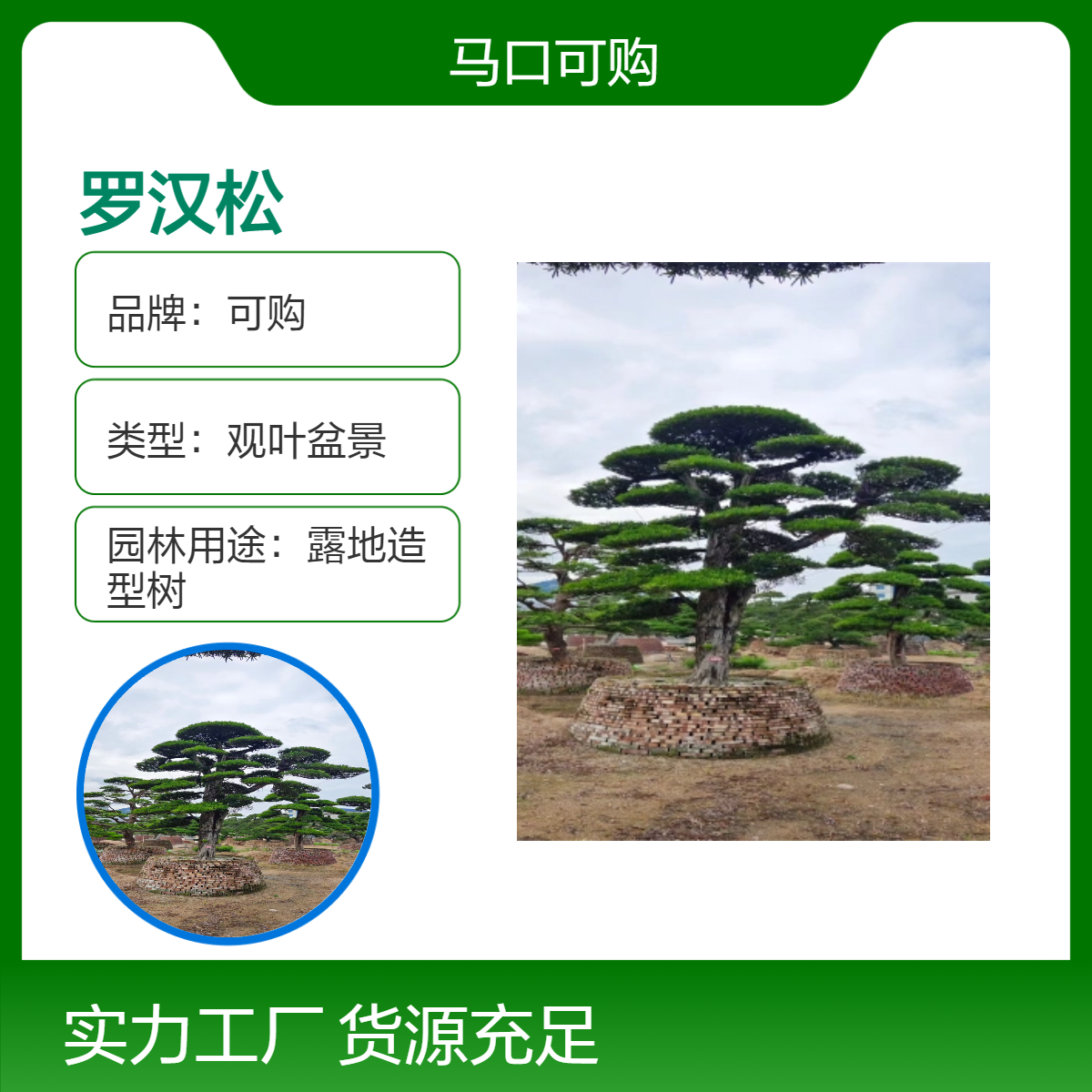 露地造型树 金钱树罗汉松盆景 常绿观叶绿植喜阳 - 京派传承 匠心独运