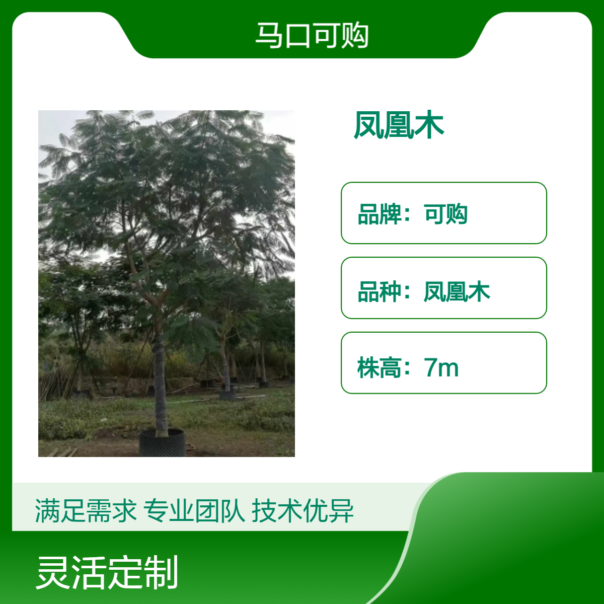 可购品牌漳 州凤凰木 观赏花卉 树龄五年 土球300cm - 专业培育 风景佳选