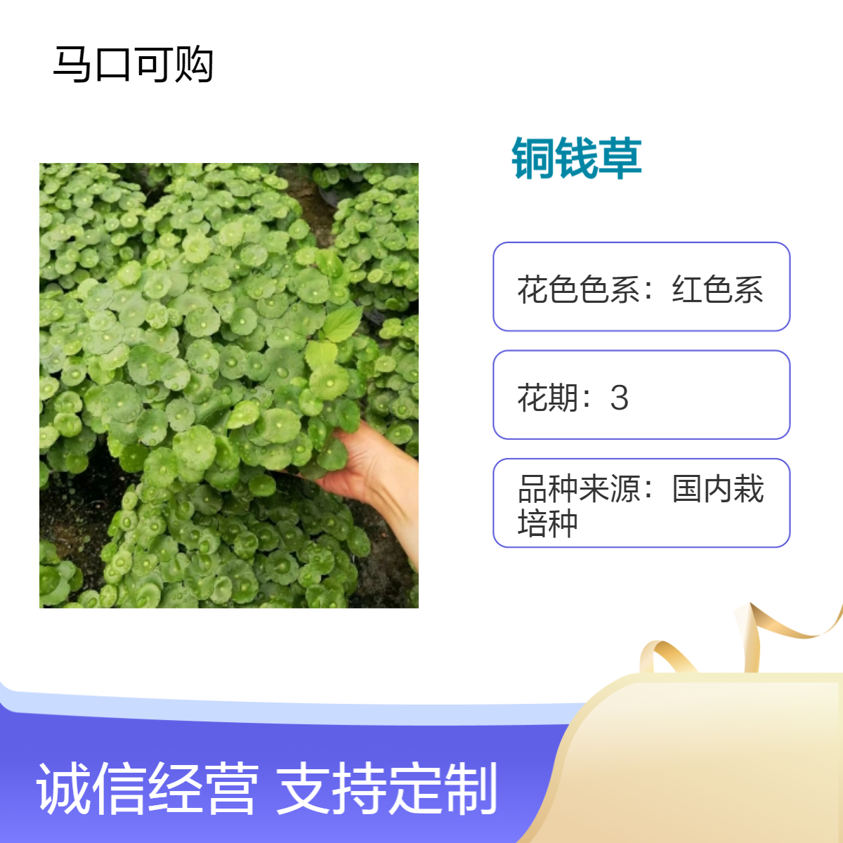 红色系喜阳铜钱草盆栽 可购品牌 花坛花镜观赏植物