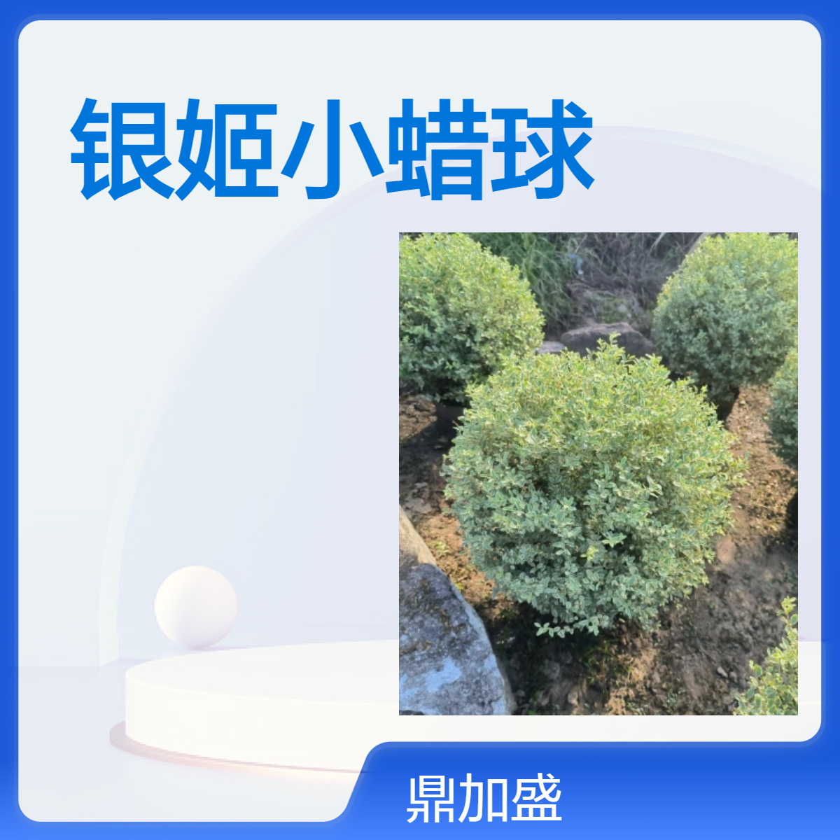 鼎加盛露地银姬小蜡球 绿色系常色叶 漳 州地径12cm