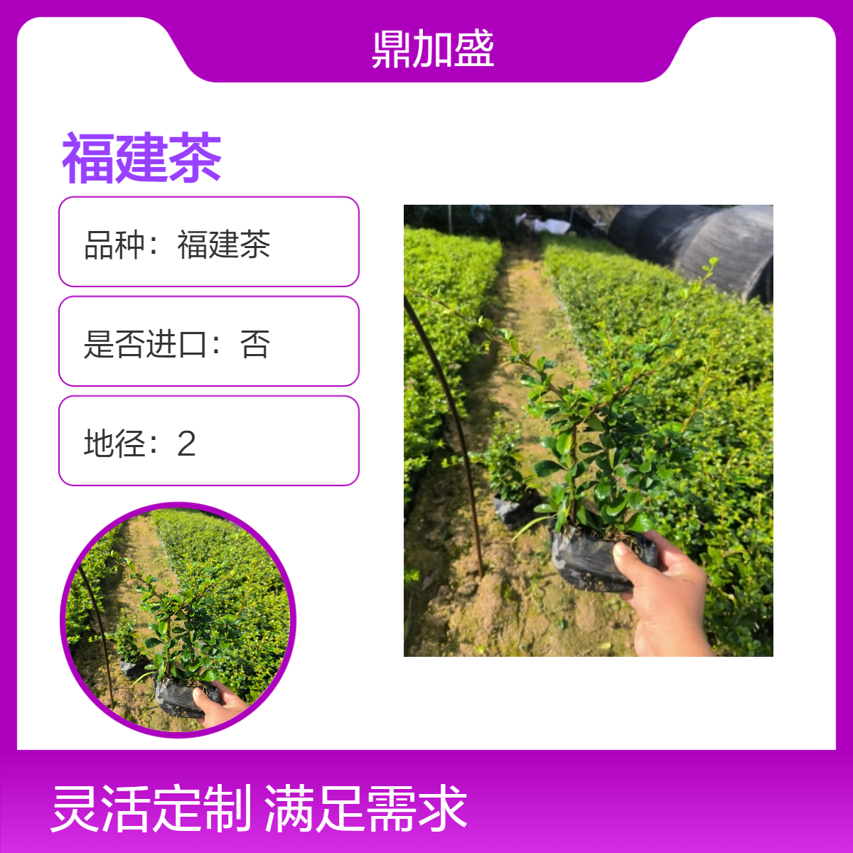 鼎加盛龙枝型福建茶观赏花卉 红色系绿叶 露地栽培