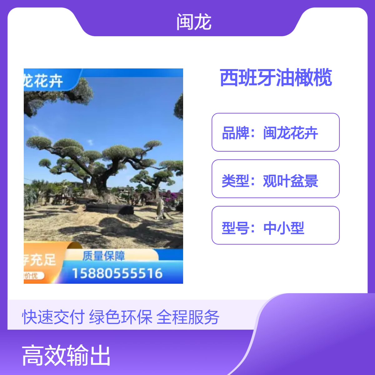 西班牙油橄榄观叶盆景 常绿喜阳 株高220cm 适合中式庭院露地造型