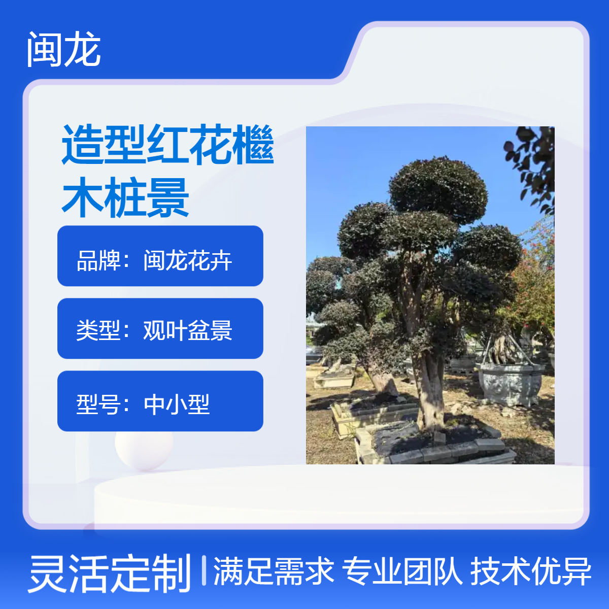 闽龙花卉中式观叶盆景造型红花檵木桩景 喜阳红花继木树 株高220cm