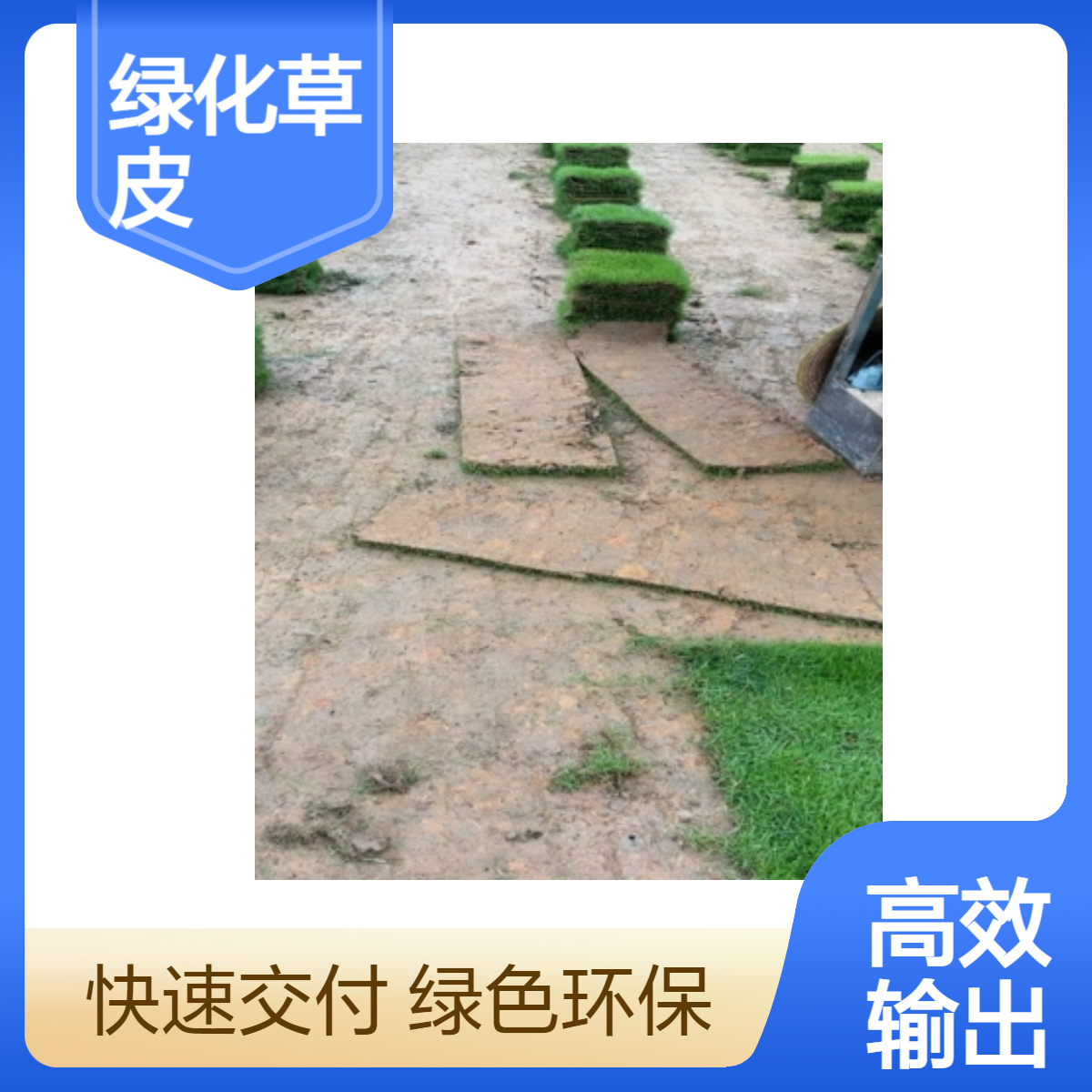 马尼拉绿化草皮 暖季型地被草皮 园林绿地专用 优质草皮供应