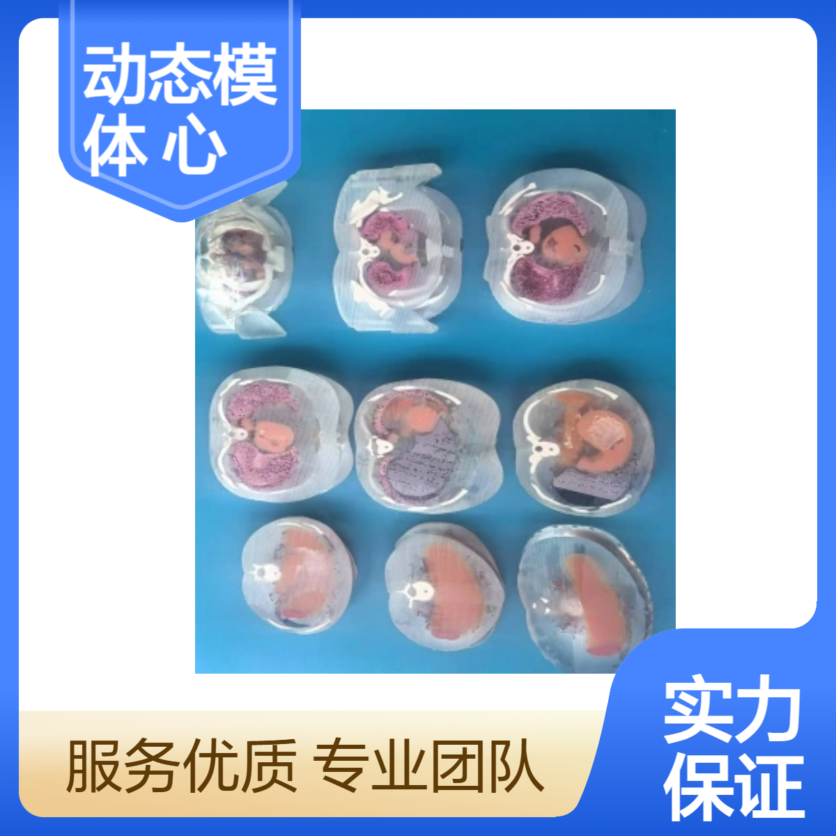 成人躯干动态模体动态心脏和呼吸躯干扫描模体进口