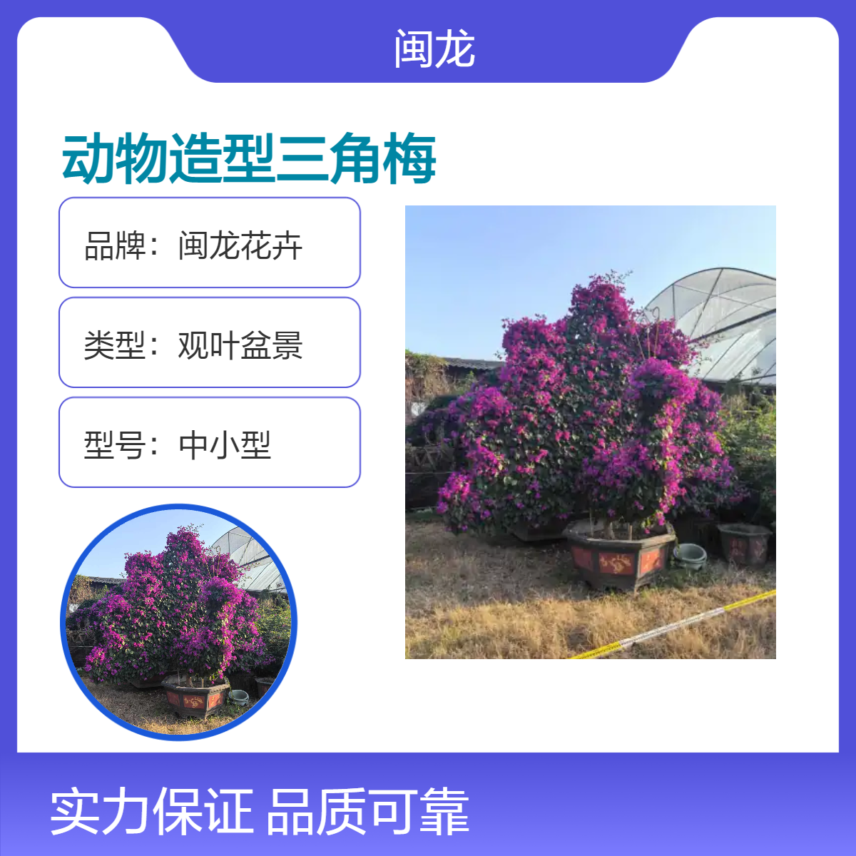 中式绿系观叶盆景 动物造型三角梅 常绿中小型 庭院绿植花卉供应