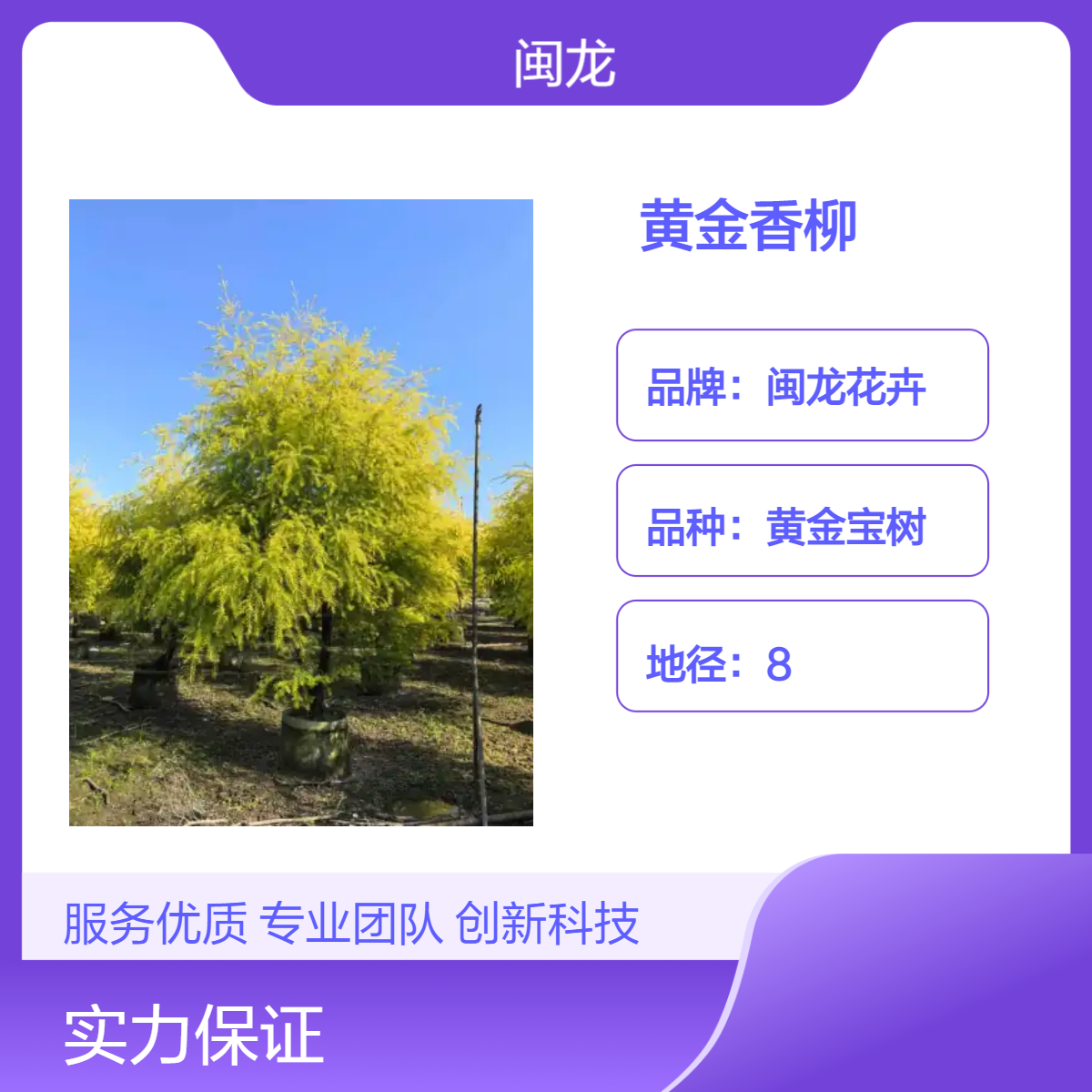 闽龙花卉特色造型黄金香柳灌丛 露地栽培观叶绿植 专业培育 常绿保障