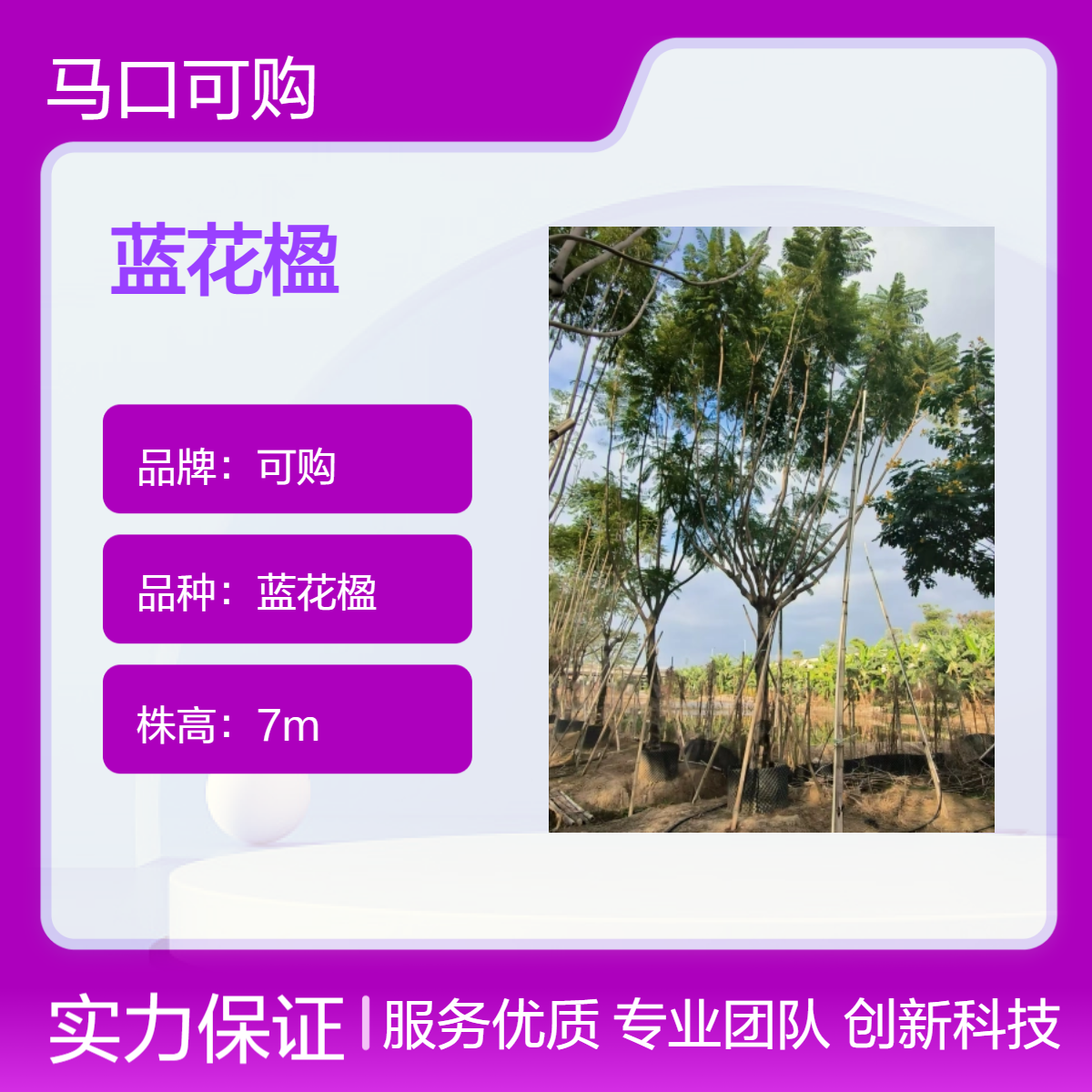 可购品牌蓝花楹 漳 州常绿大树 冠幅1米 - 适用于城市行道绿化