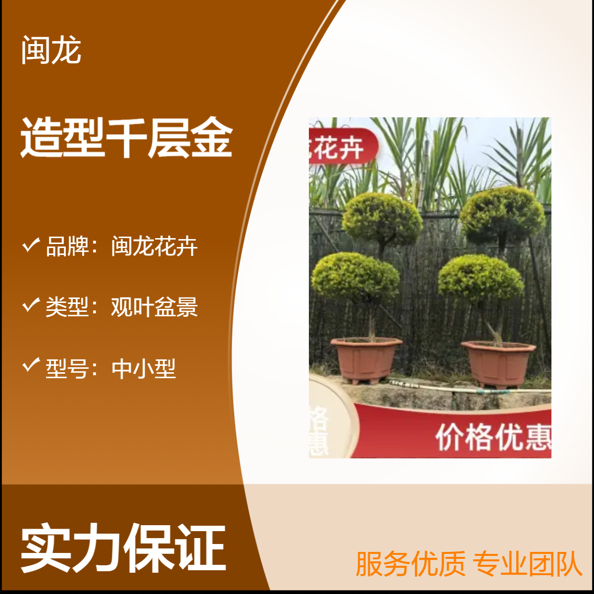 造型千层金中式观叶盆景 喜阳常绿 露地造型树佳品 闽龙花卉品牌