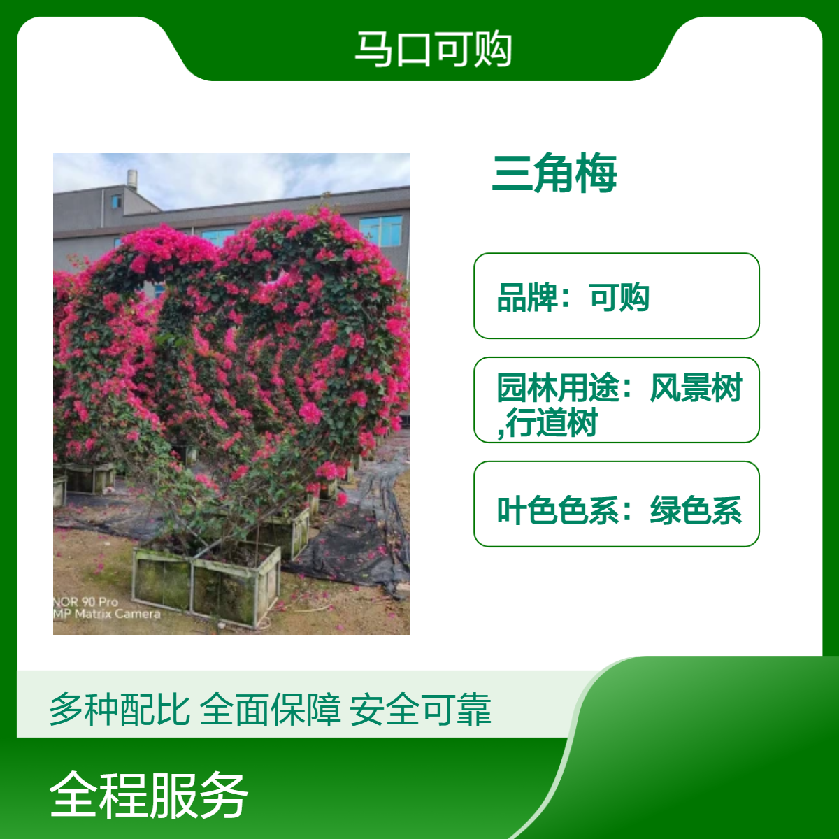 可购品牌艺术三角梅 株高3.5米 庭院阳台优选 实地苗圃 风景树精品