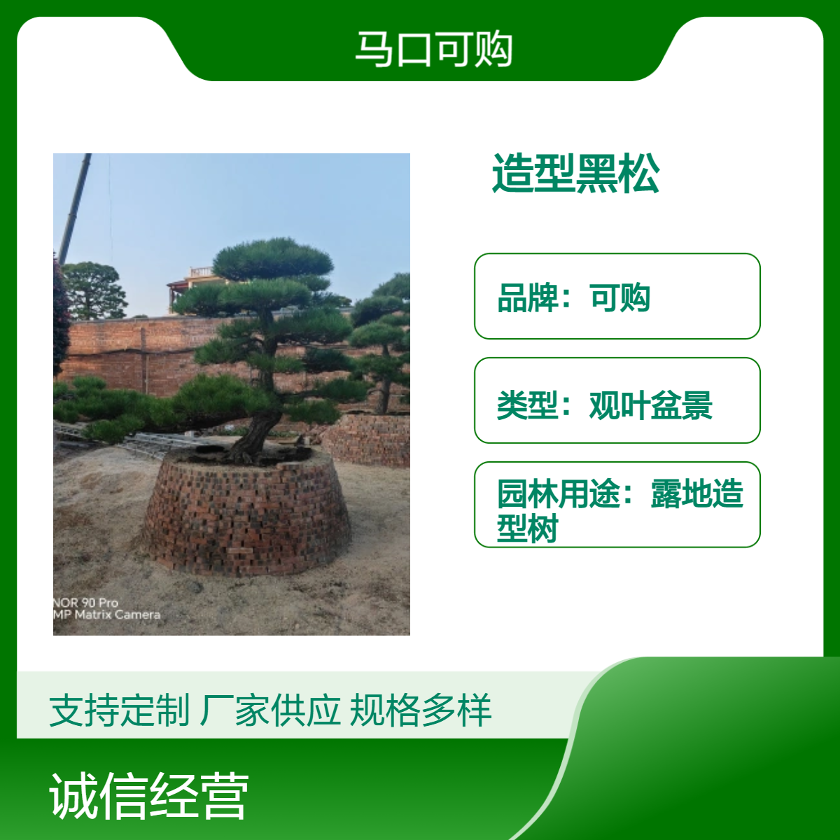 黑松观叶盆景 京派露地造型树 喜阳常绿 - 适合中式庭院装饰