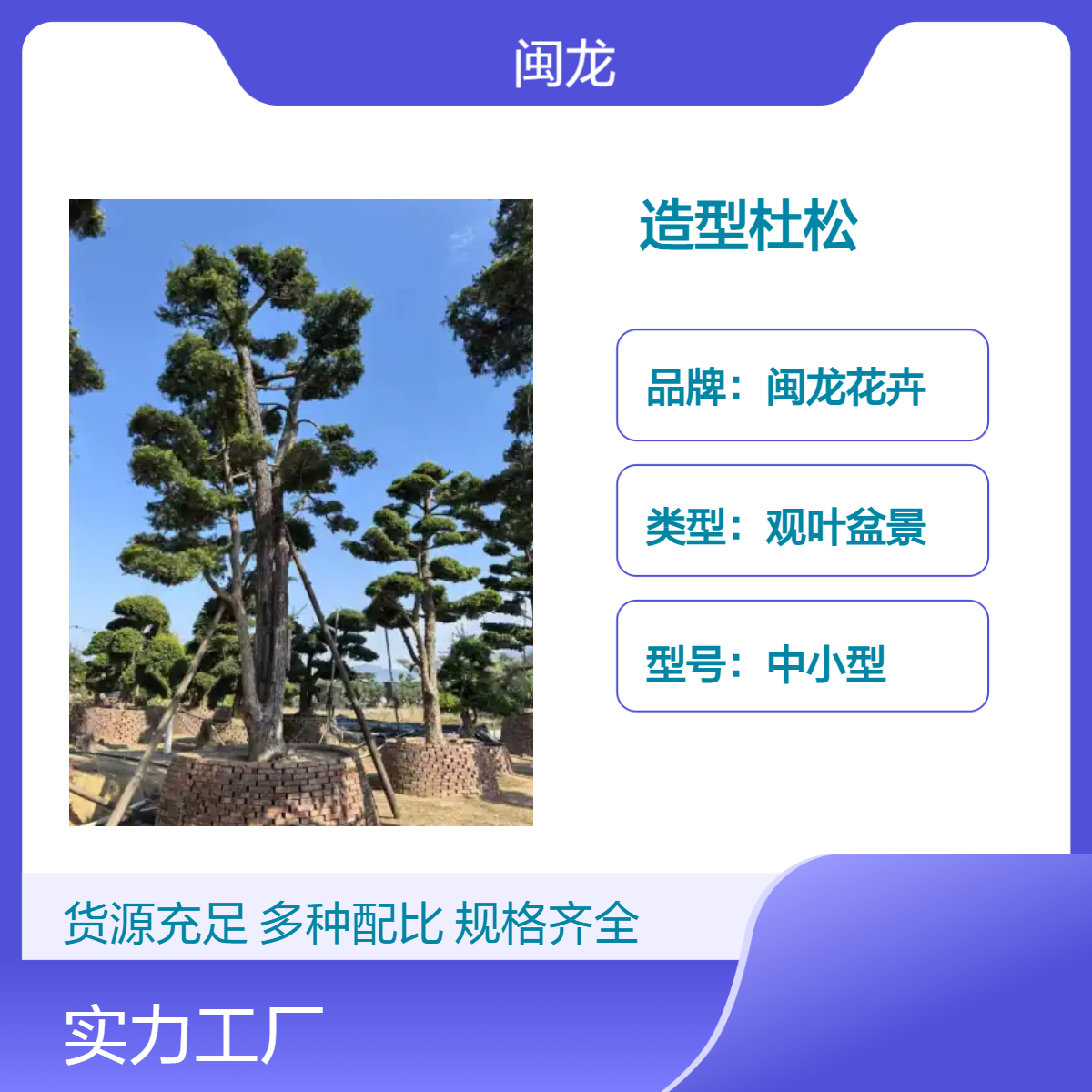 闽龙花卉造型杜松观叶盆景 中式京派风格 喜阳绿植 - 适用于露台装饰