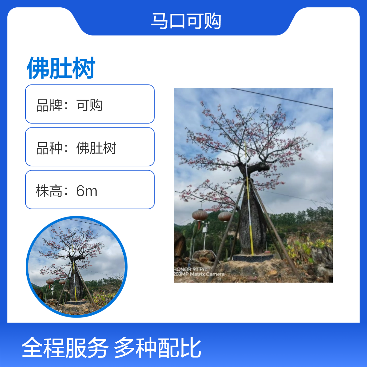 可购品牌佛肚树 观赏花卉 常绿性植物 树龄4.2年 - 适合庭院绿化美化
