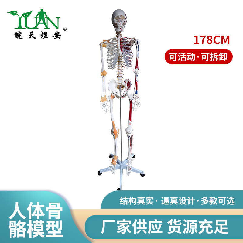 人体骨骼肌肉分布着色模型 骨架骨骼标本仿真医学教学模型178cm