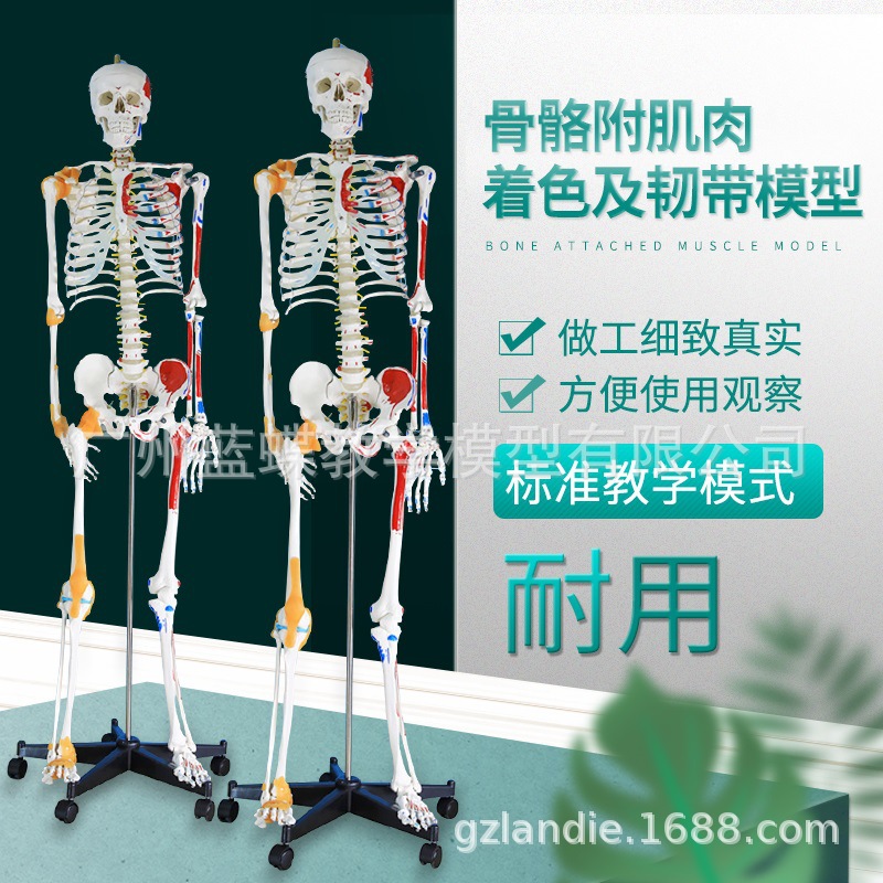 人体骨骼模型170cm 付椎间盘神经肌肉着色及韧带模型骷髅骨架标本