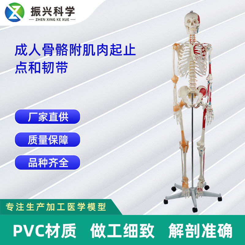 成人骨骼附肌肉起止点和带韧带模型 人体骨骼模型教学模型