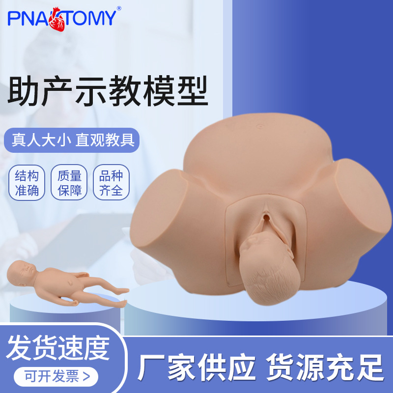现货供应助产示教模型 分娩过程演示助产示教模型 分娩教学模型