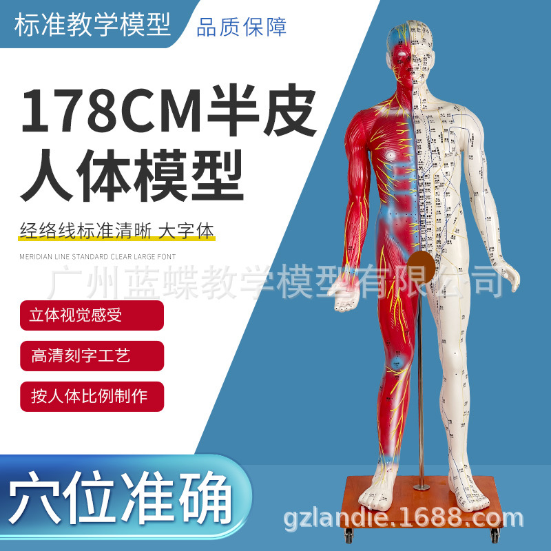 178CM人体针灸模型附半边肌肉 人体穴位模型 穴位及经络教学模型