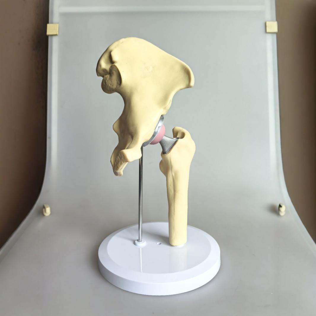 人工髋关节模型 髋关节骨骼模型 人体关节构造 人体髋关节模型