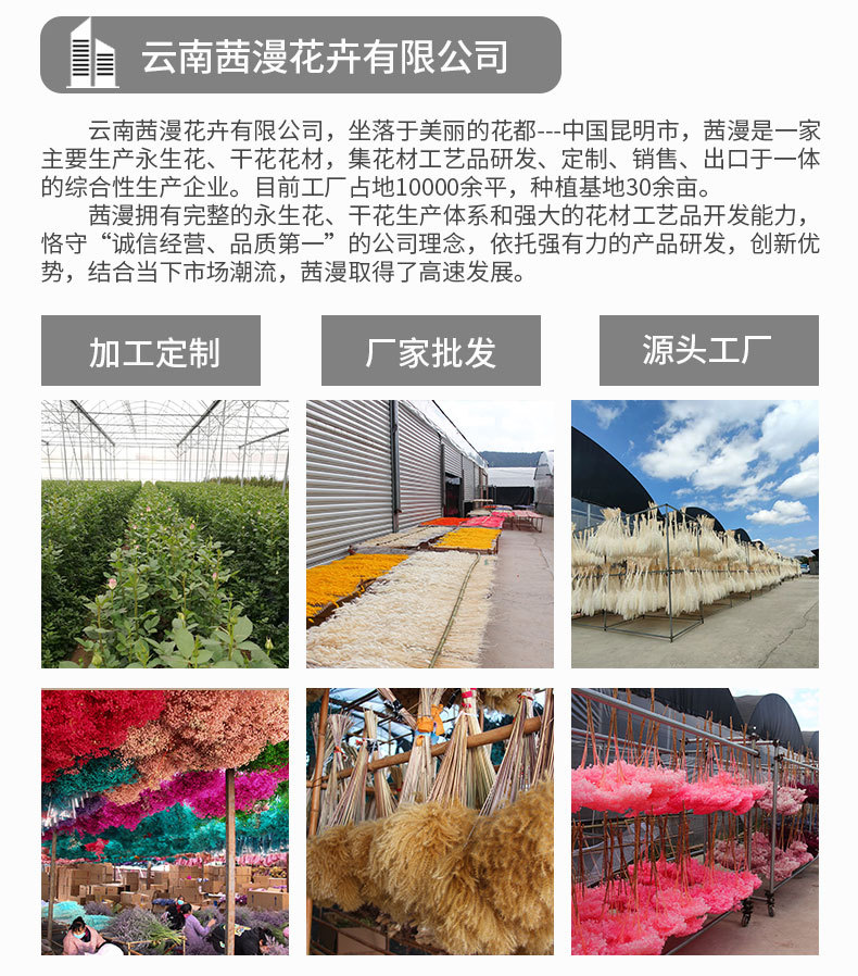 1000克绣球详情页_02.jpg