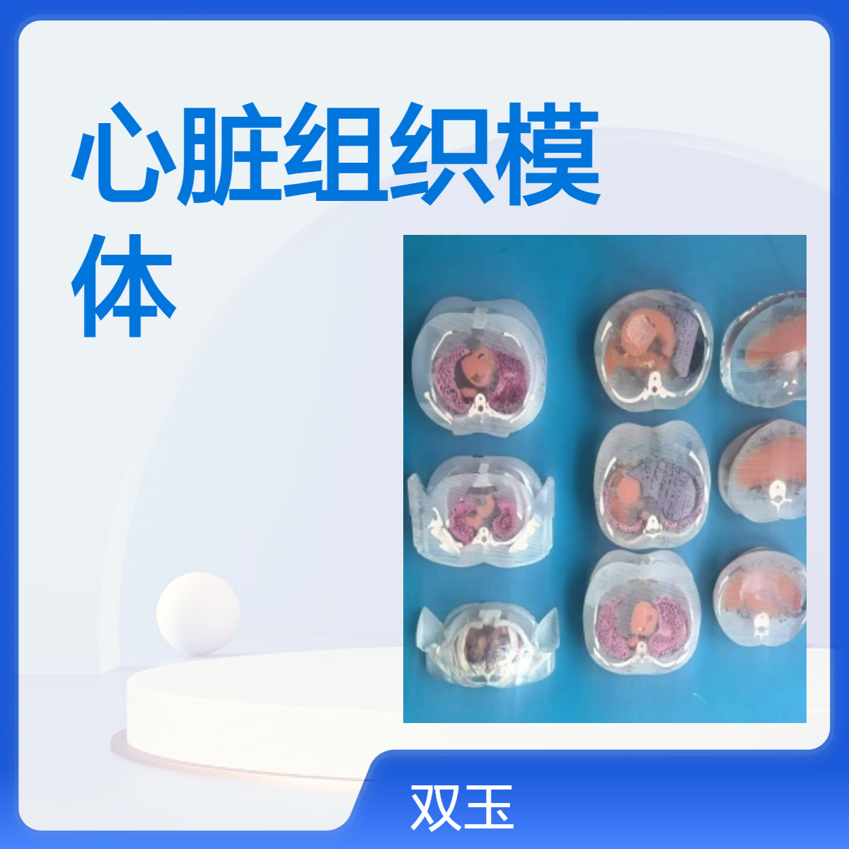 心脏组织模体加工定制产品质量质保一年设计心脏组织模体