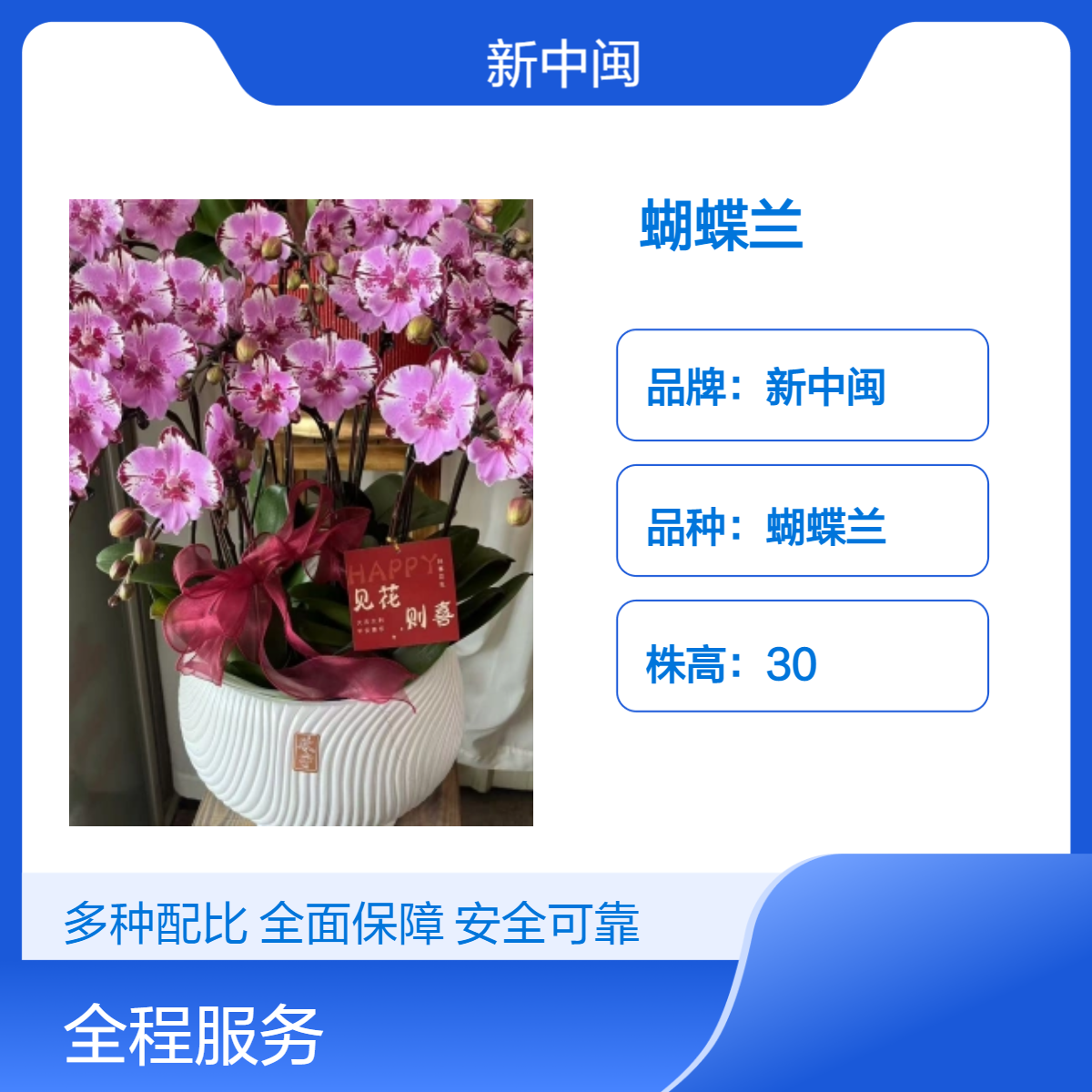 新中闽多色系观叶蝴蝶兰 株高30cm 室内绿植优选 - 适合家居客厅装饰