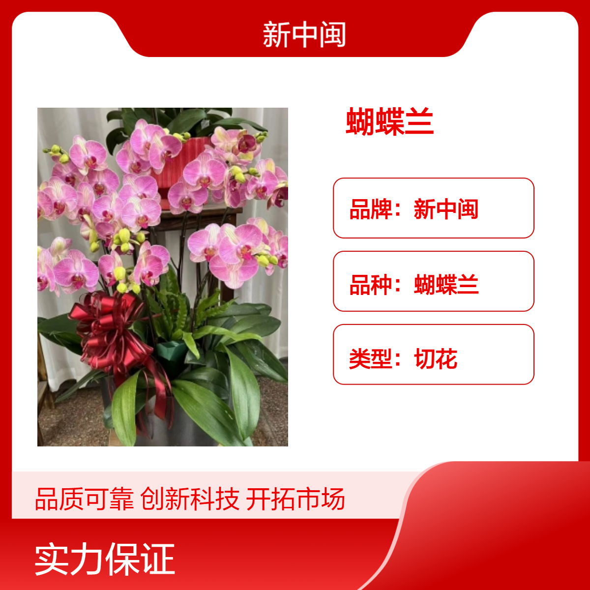 新中闽多色系切花蝴蝶兰 春节观叶佳品 5朵散装 - 办公室绿植点缀