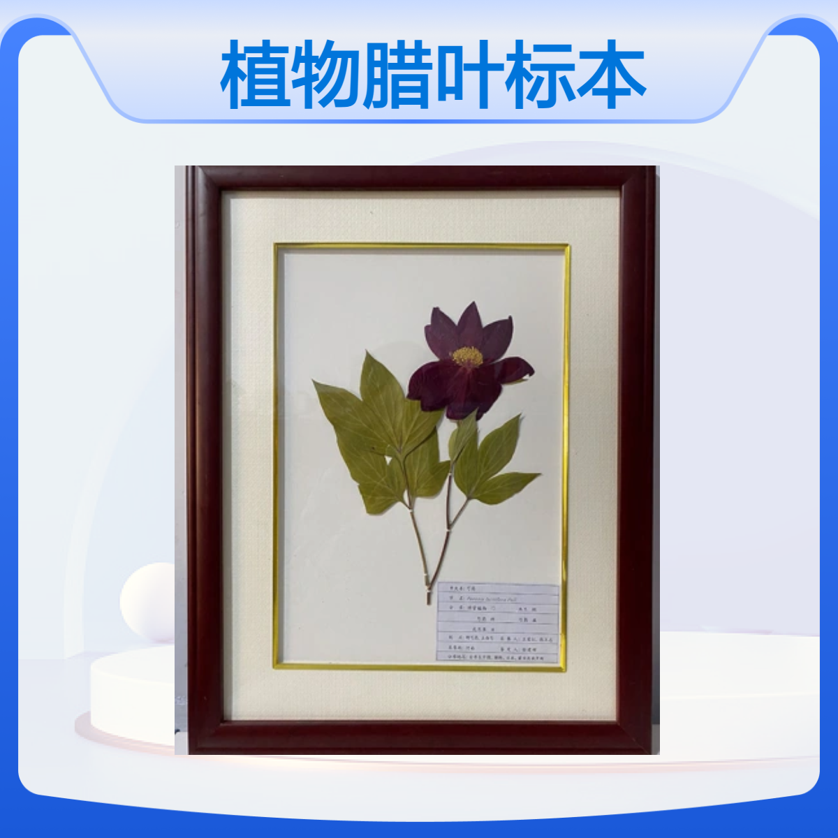 植物腊叶标本 示范教学专用 多样化定制 标本馆摆放 教学展示 植物科普