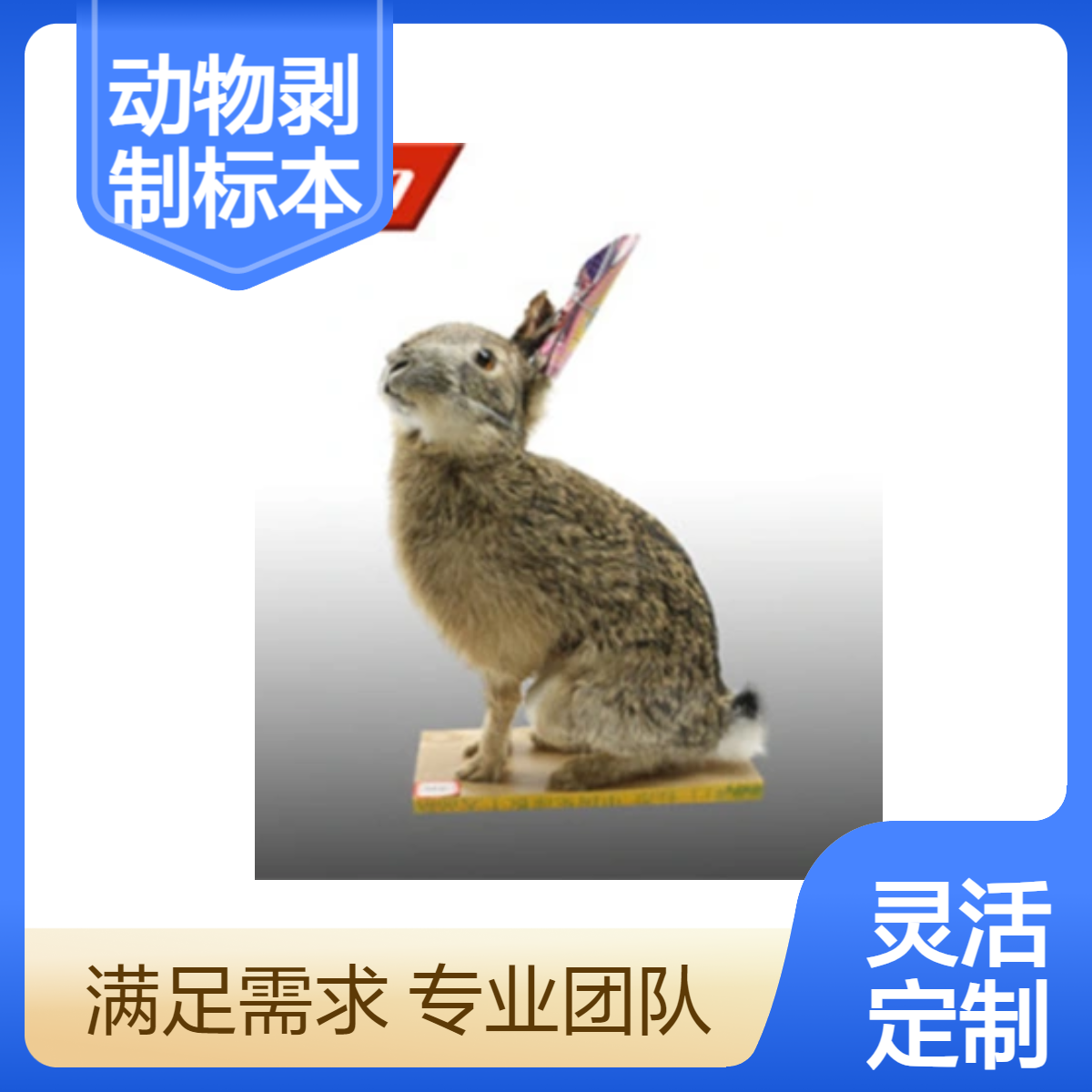 精美剥制标本动物标本实验室标本馆教学收藏科研教学高端定制