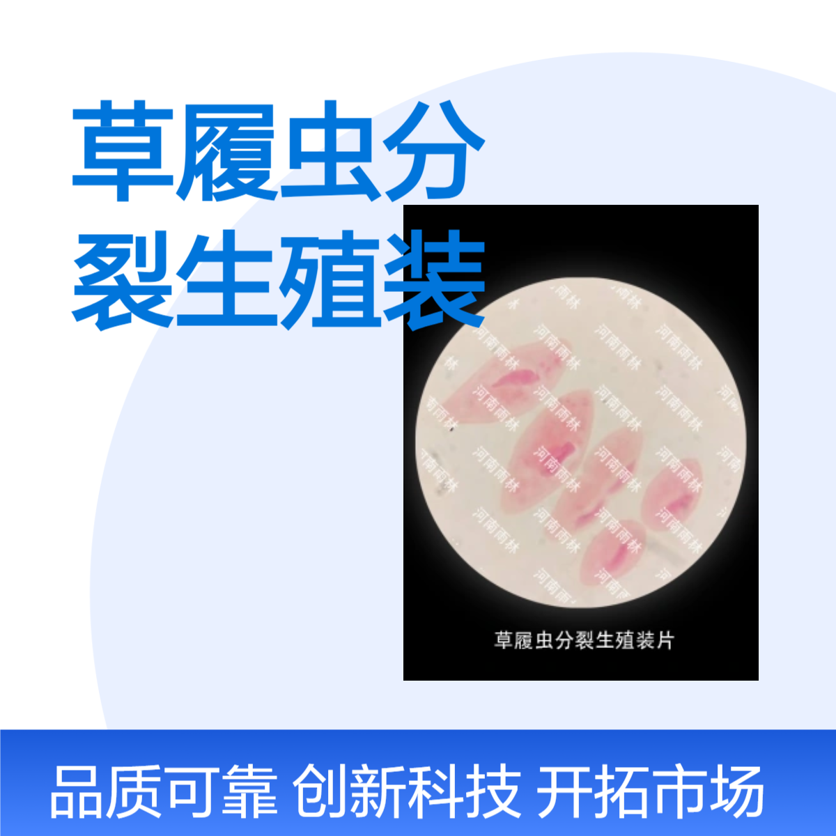 草履虫分裂生殖装片生物显微镜动植物细胞载玻片观察科研实验高校