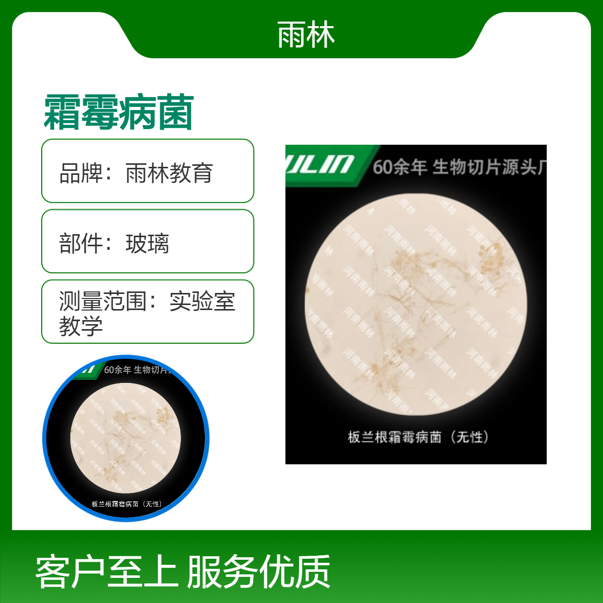 板兰根霜霉病菌（无性）显微镜切片动植物细胞载玻片科研实验高校