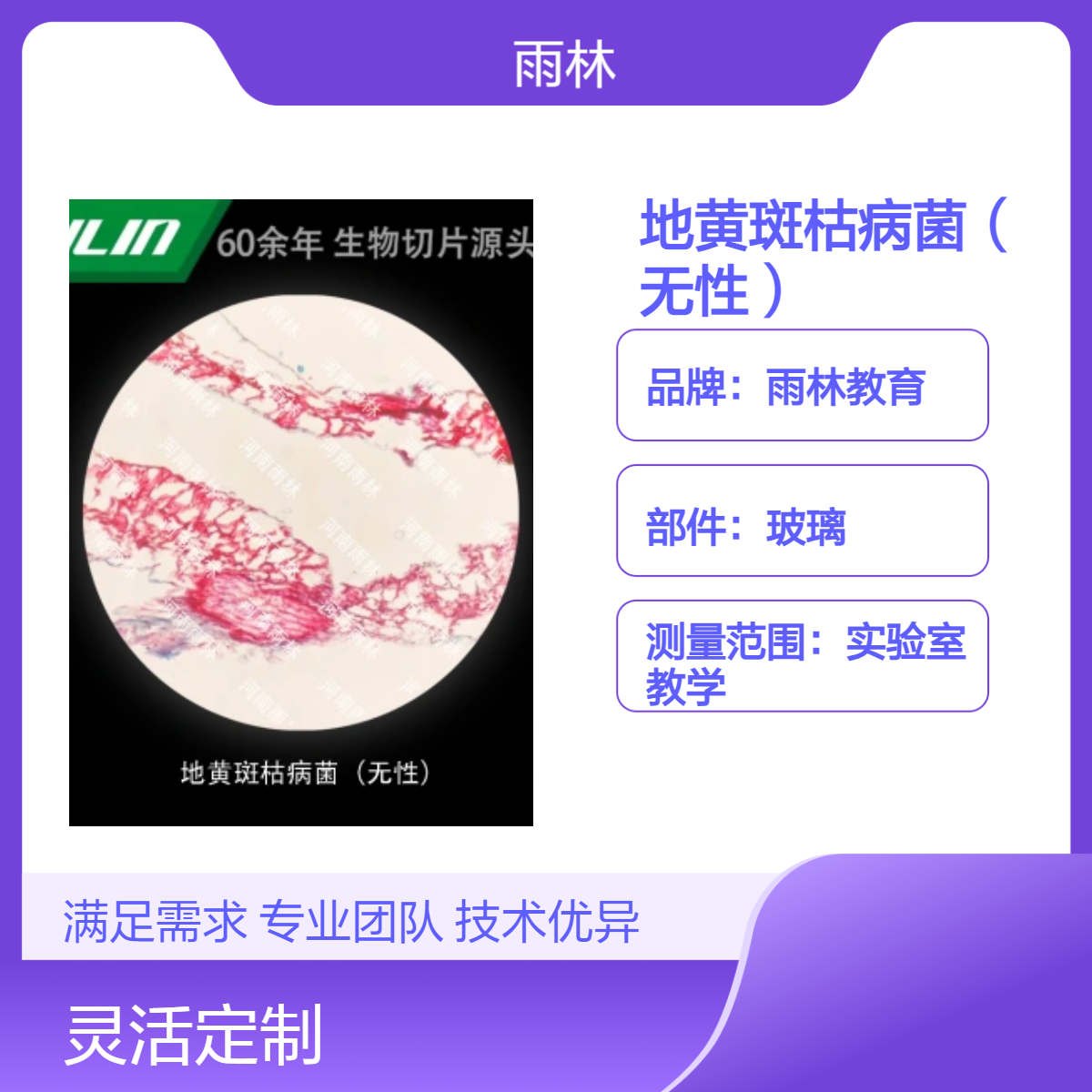 地黄斑枯病菌（无性）生物切片动植物细胞载玻片观察科研实验高校