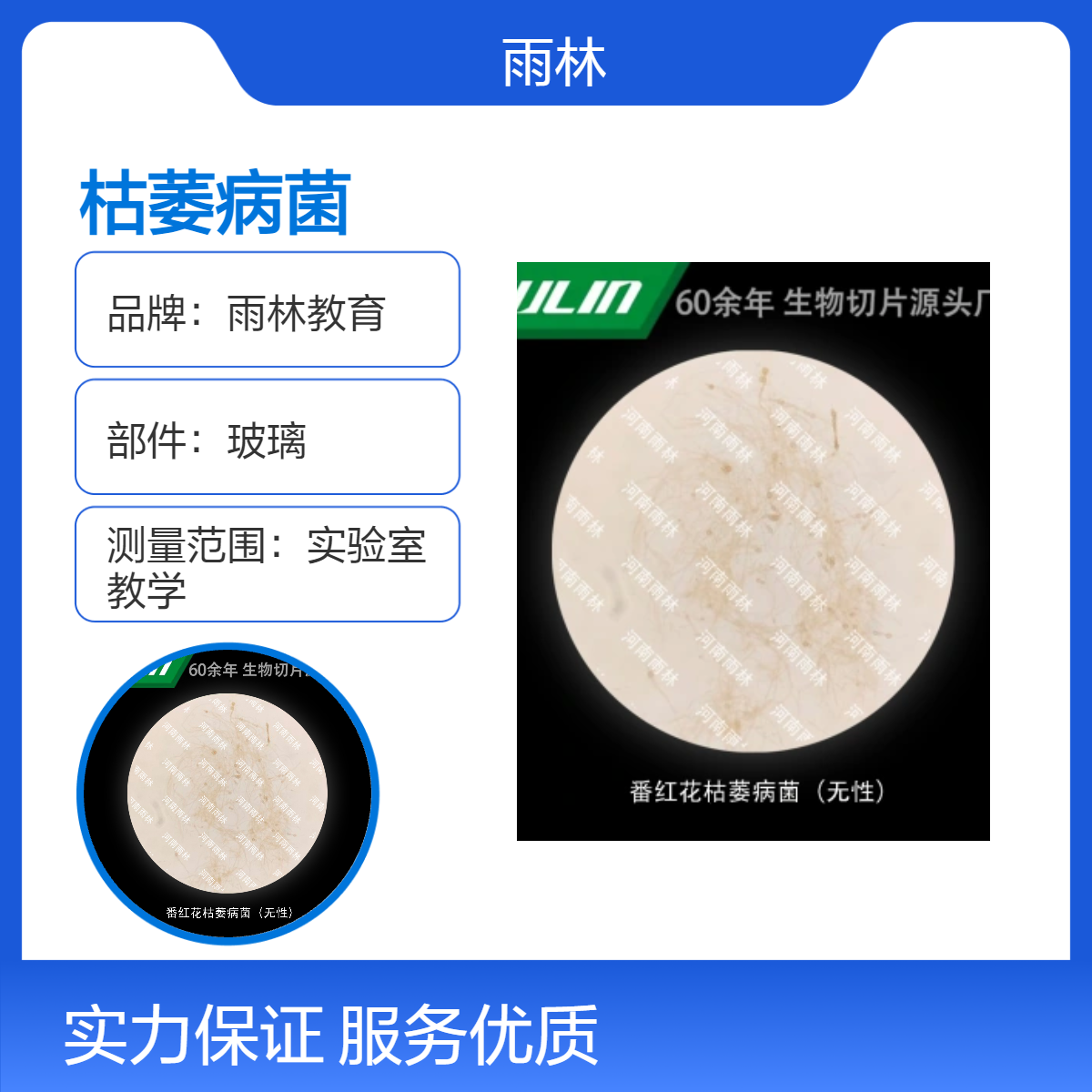 番红花枯萎病菌（无性）切片动物植物细胞载玻片观察科研实验高校