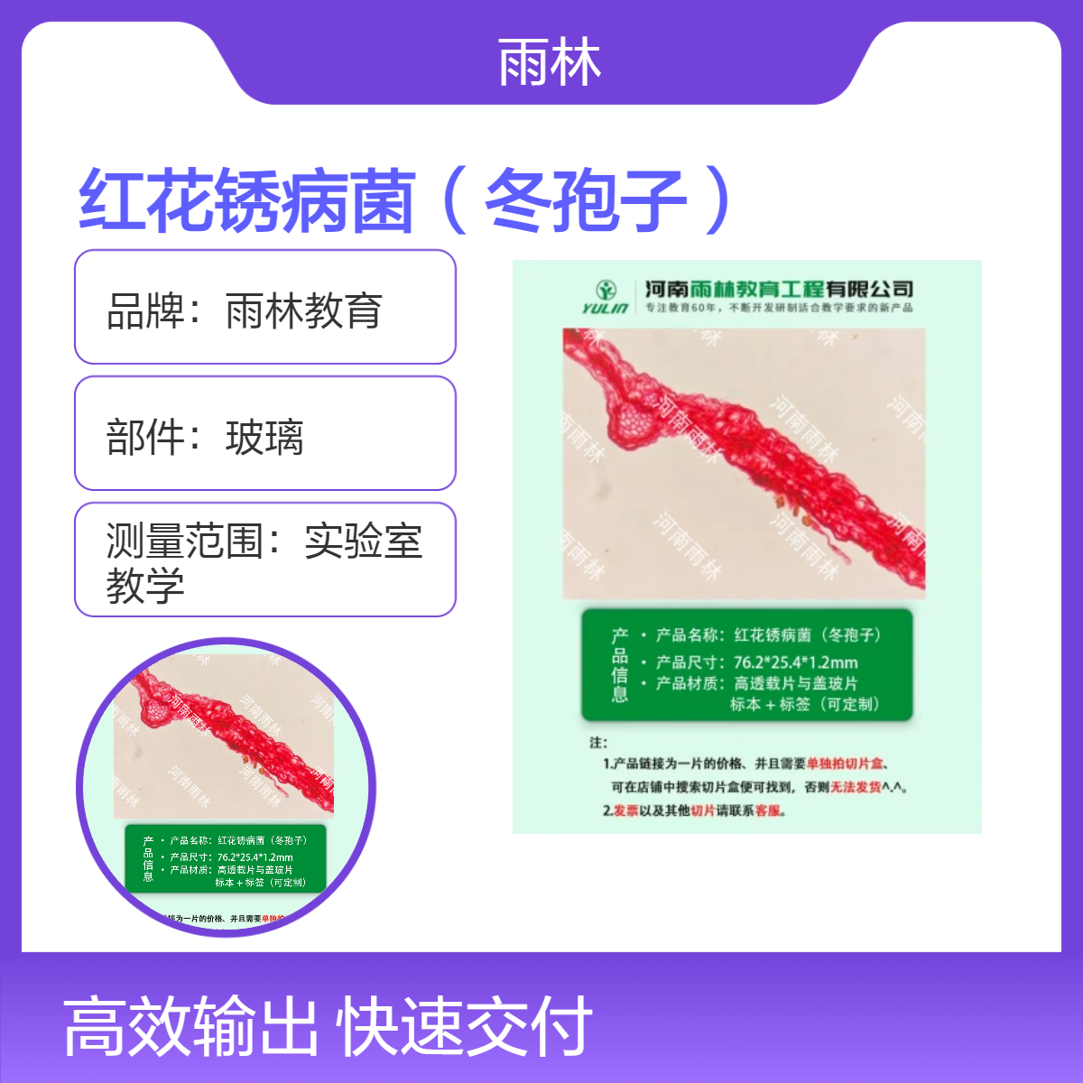 红花锈病菌（冬孢子）生物切片动植物细胞载玻片观察科研实验高校