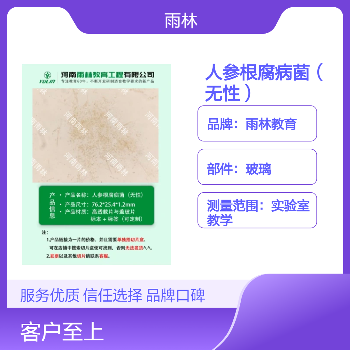 人参根腐病菌（无性）生物切片动植物细胞载玻片观察科研实验高校