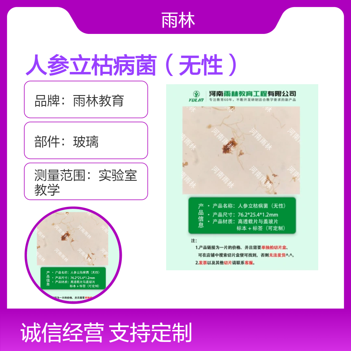 人参立枯病菌（无性）生物切片动植物细胞载玻片观察科研实验高校