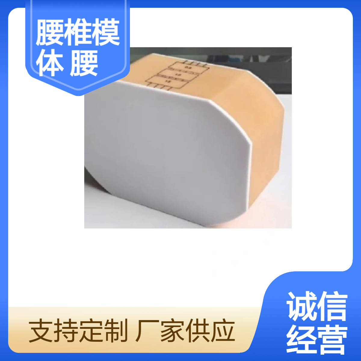 通用型腰椎模体X射线成像检测扫描用模拟腰椎模体