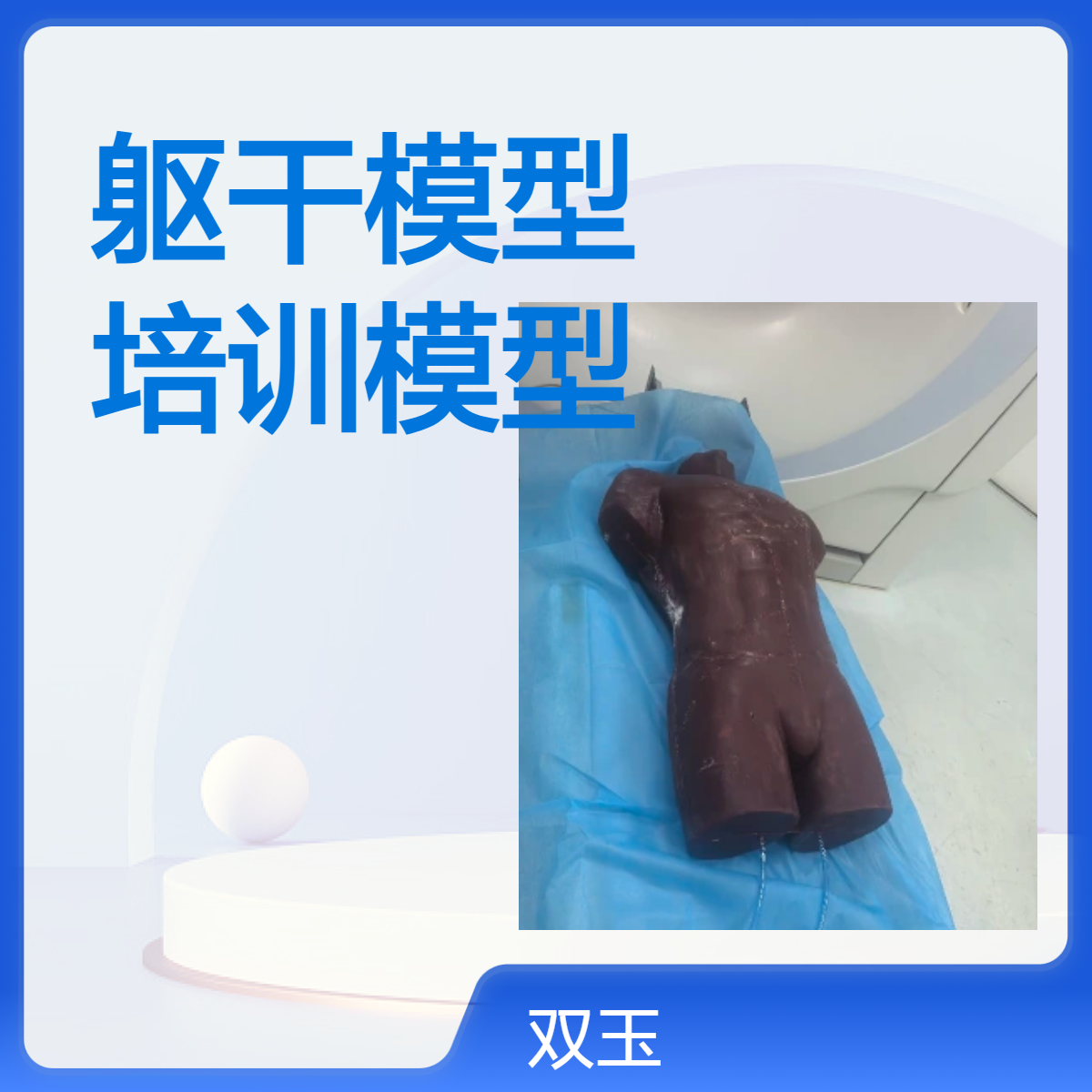 成人躯干模型可以非标定制影像科培训模型订做